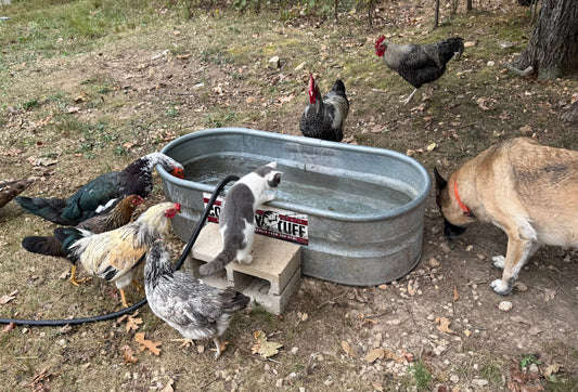 🐔 Freezer Training Camp – Managing the Rooster Ruckus at Gnomestead Farms